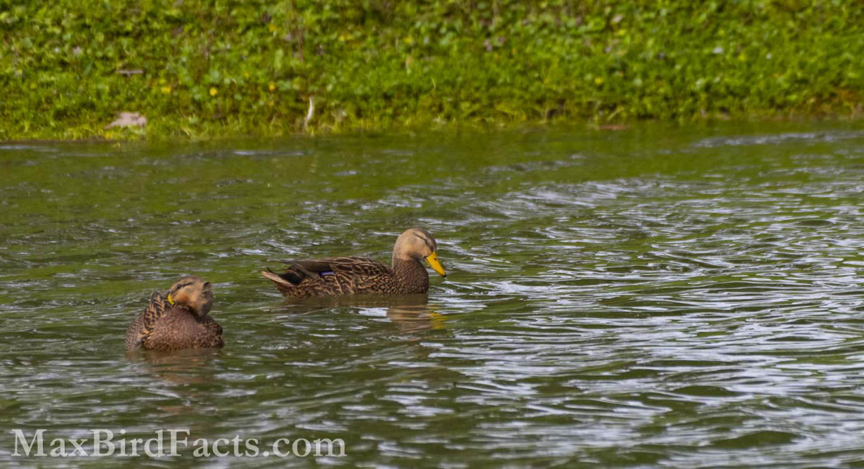 The male Mottled Duck (Anas fulvigula) on the right and hybrid Mallard x Mottled Duck on the left gave us a great way to see these differences between a pure Mottled and a hybrid bird.