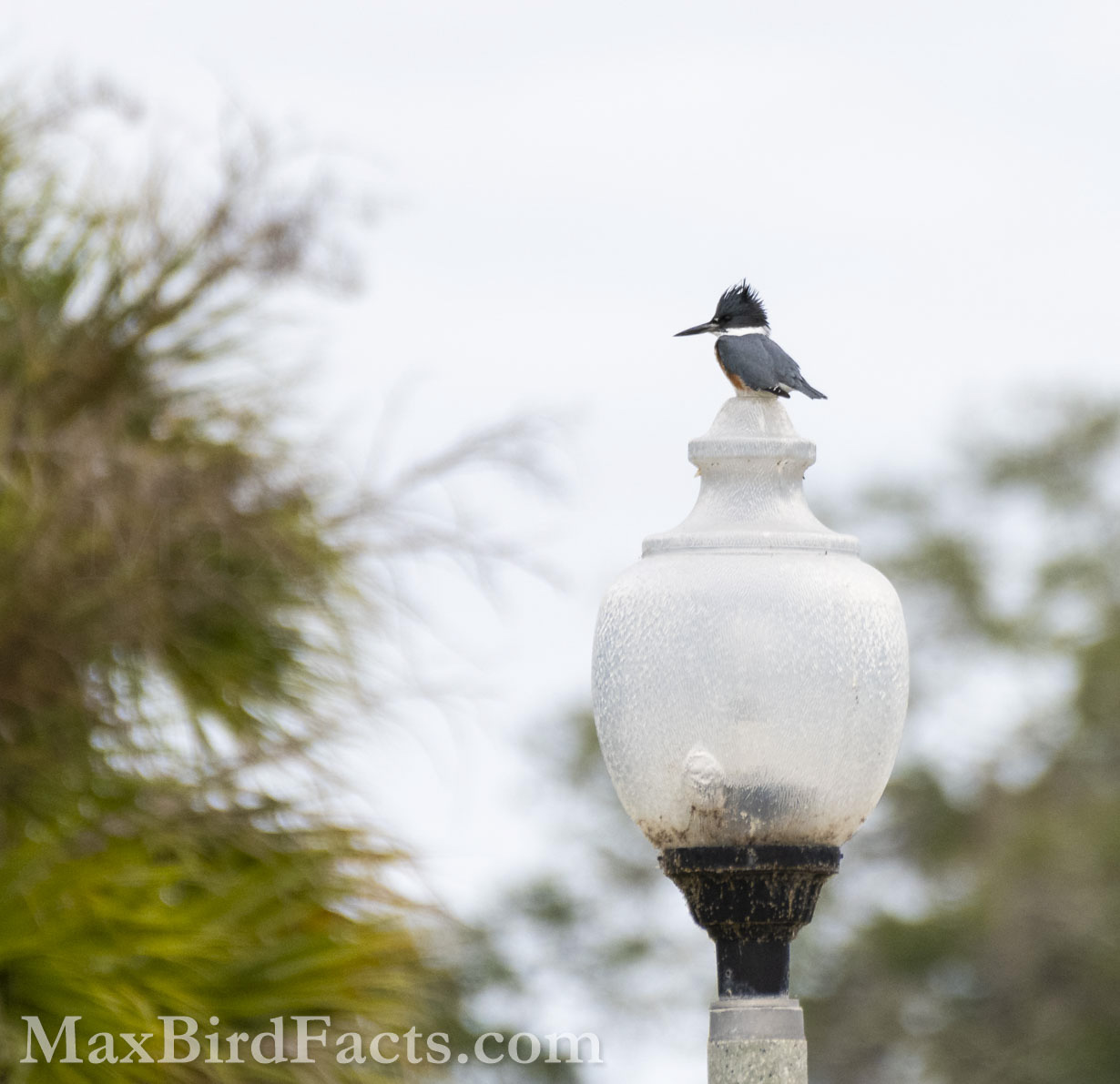 The resident Belted Kingfisher (Megaceryle alcyon) was extremely cooperative with our group for this walk!