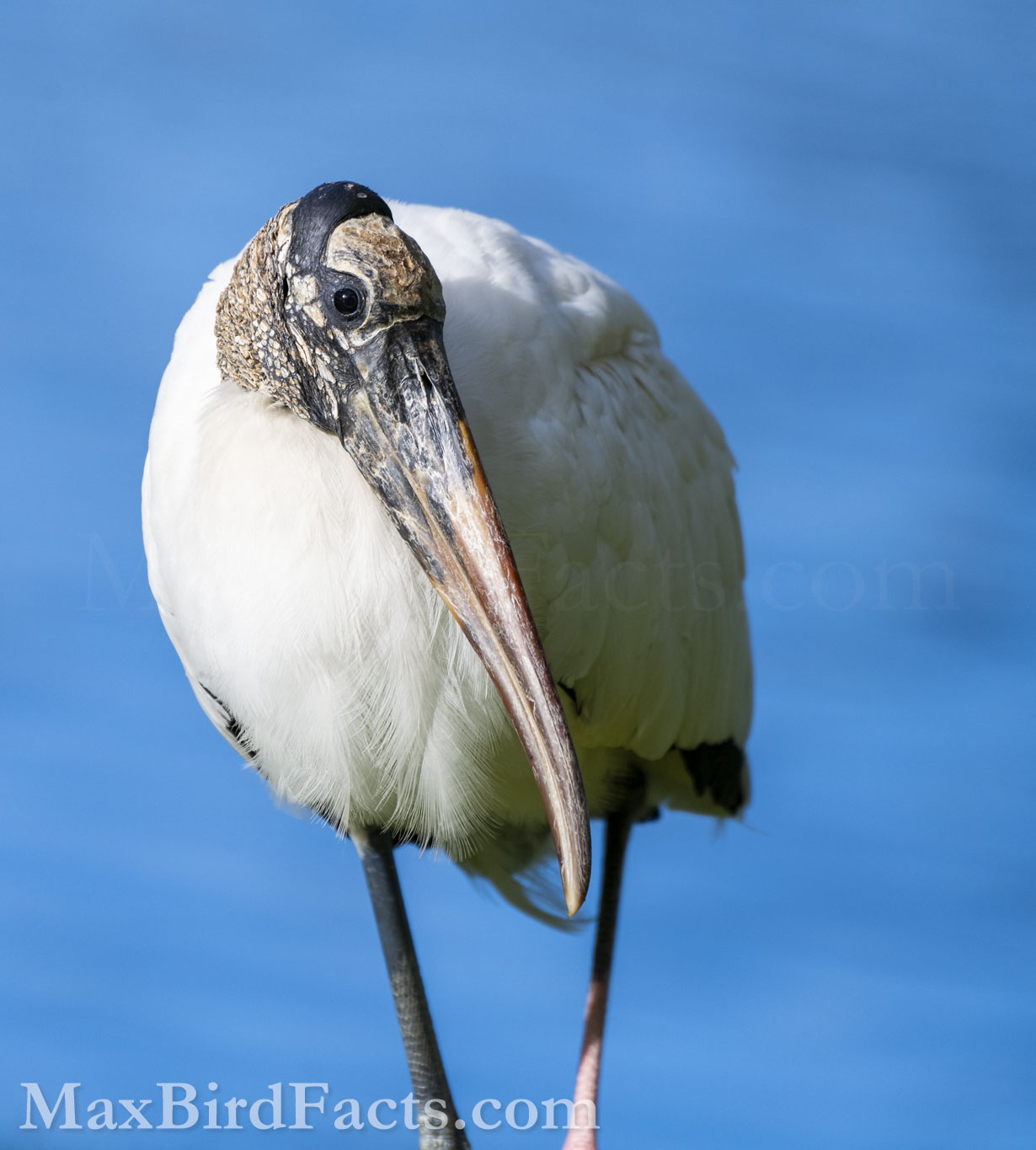 After the Wood Stork (Mycteria americana) stood up and entered the warm sunlight.