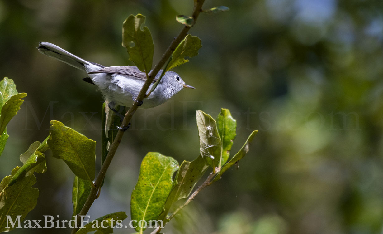 This Blue-gray Gnatcatcher (Polioptila caerulea) perched just long enough for me to get a clear photo.