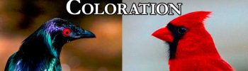 52_Structural_vs_Pigmentary_Coloration