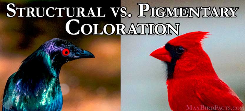 52_Structural_vs_Pigmentary_Coloration
