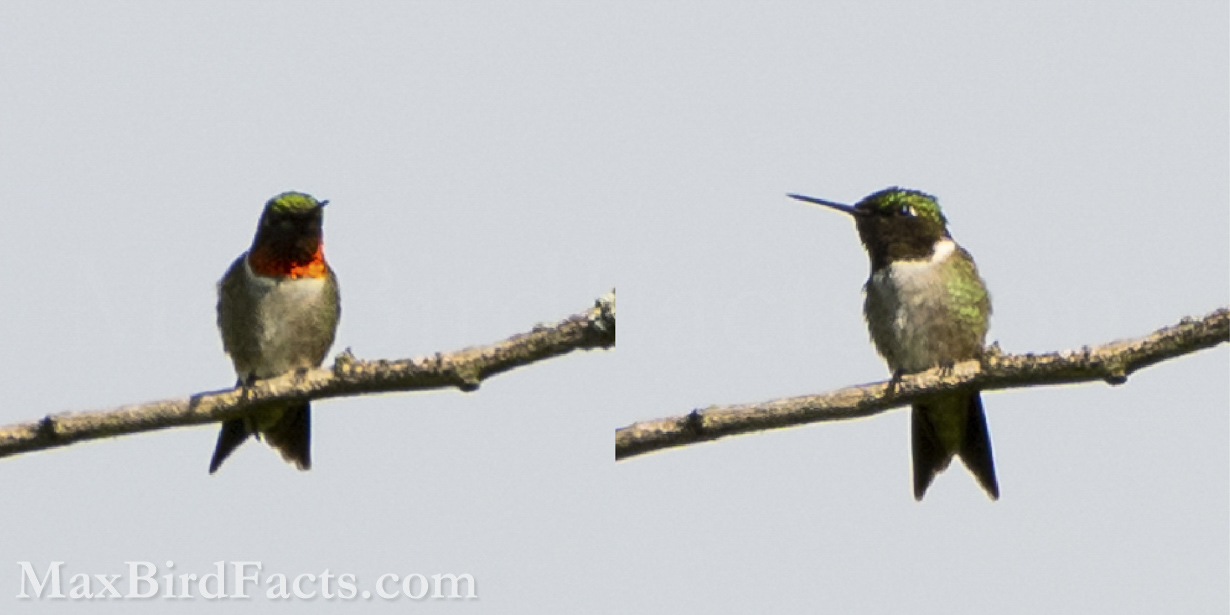 Here, I’ve spliced two images of a male Ruby-throated Hummingbird (Archilochus colubris) side by side to see the difference in the bird’s throat feathers when viewed from the side versus head-on. (Bourbonnais, IL. 2022)