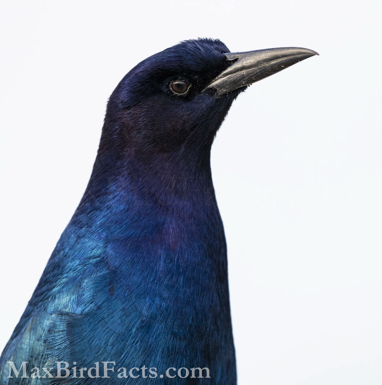 Boat-tailed Grackles (Quiscalus major) are among my favorite common birds in Florida. Even though they are seemingly bland “blackbirds,” if you take the time to study them, their true beauty will shine. (Apopka, FL. 2021)