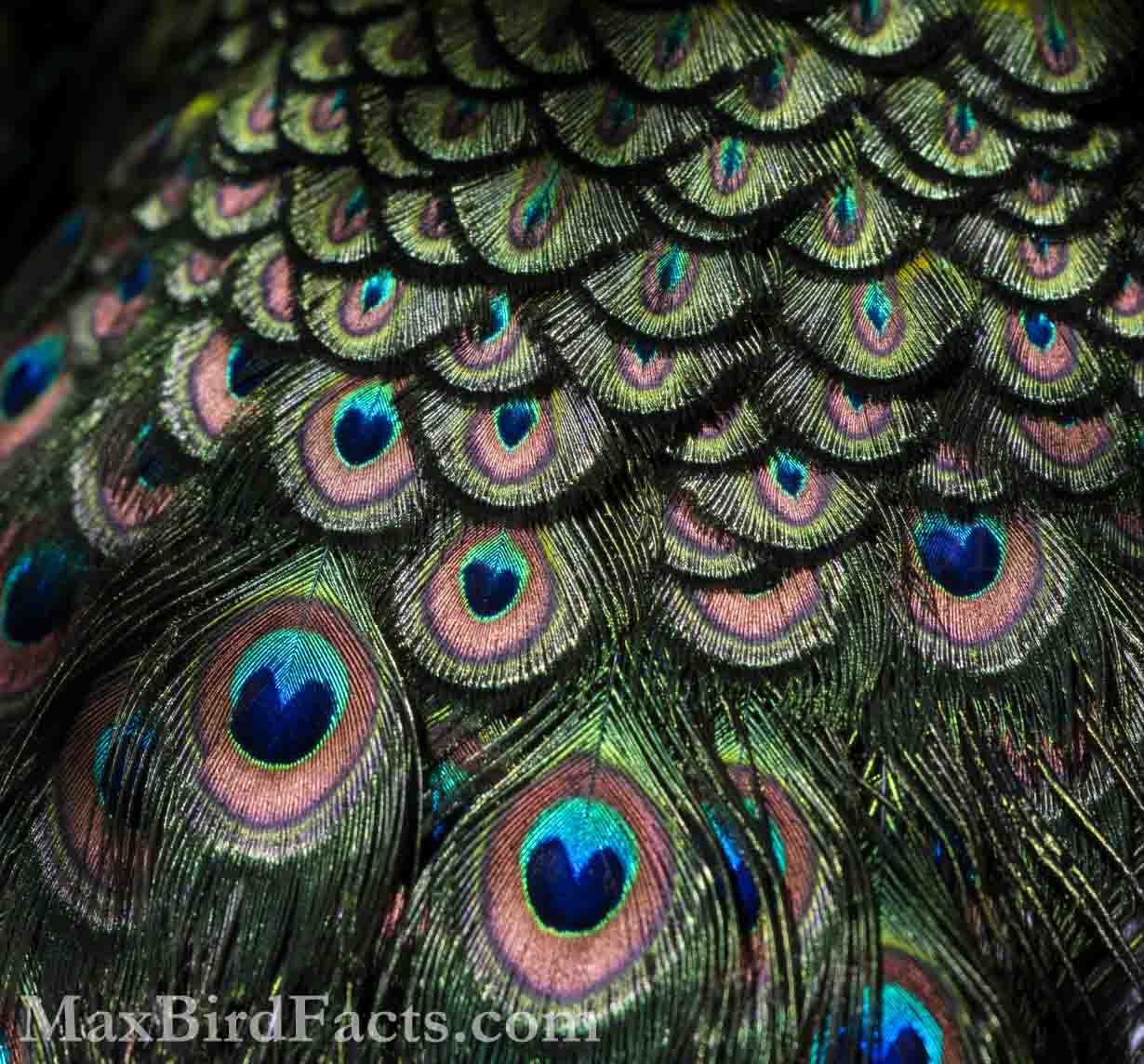 The Green Peafowl (Pavo muticus) is an endangered cousin to the much more common Indian Peafowl. Like its relative, the Green Peafowl uses these stunning tail feathers as part of its breeding display, and coherent scattering is the key to this astonishing appearance. (Scotland Neck, NC. 2023)