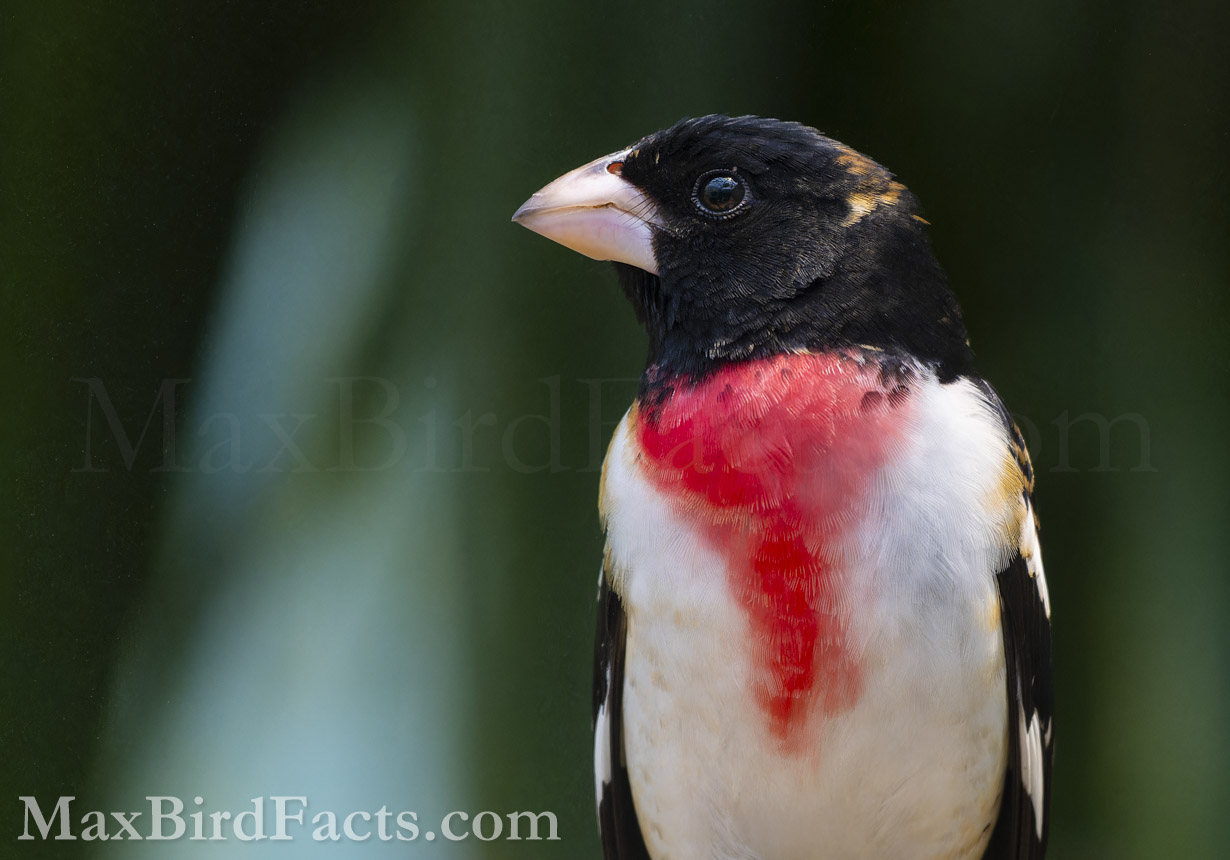 This male Rose-breasted Grosbeak (Pheucticus ludovicianus) shows off his beautiful pink plumage, showing he receives a healthy diet of carotenoid-rich food. (Washington, DC. 2023)