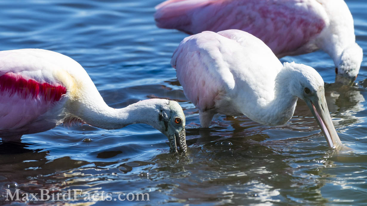 Roseate Spoonbills (Platalea ajaja) are another pink bird that many people seem to overlook when discussing pigmentary coloration. Like a Flamingo, the Spoonbill must consume brine shrimp to keep its iconic pink plumage. (Titusville, FL. 2023)