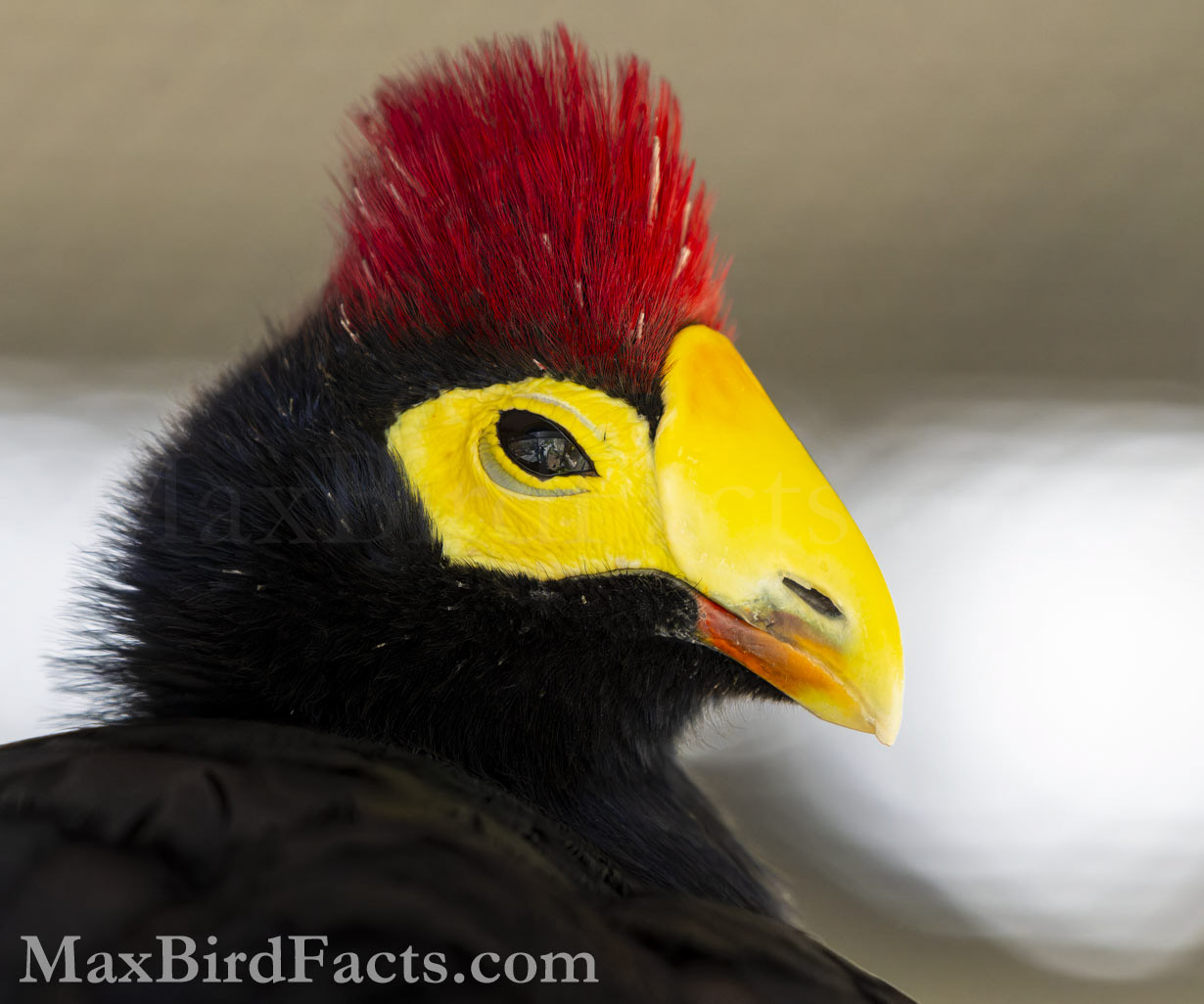 The Ross's Turaco (Musophaga rossae) has beautiful violet plumage and a stunning red crest. Though it might seem to be a dark shade of blue, the violet body plumage is pigmentary from porphyrin coloration. (Scotland Neck, NC. 2023)