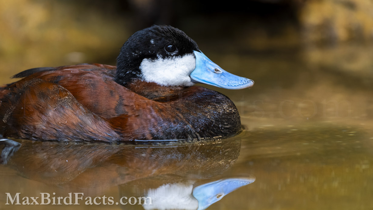 Even in a modestly clad bird such as the Ruddy Duck (Oxyura jamaicensis), a splash of color adds a much-needed contrast. While pigmentary coloration is a more obvious route to honest signaling, structural coloration also proves a bird’s fitness. If the plumage, or in this case, the beak, is damaged or the bird cannot perform as well as it should, the color of this part will reflect this lack. (Washington, DC. 2023)