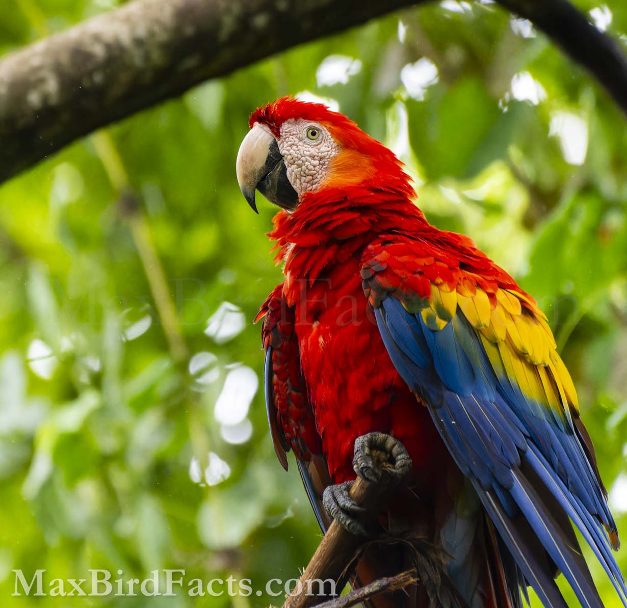 This Scarlet Macaw (Ara macao) has some of the most beautiful plumage in the avian world. While it isn’t necessarily the most ornate, the simplicity is spectacular. Looking at the dorsal coverts on the wings of this bird, you can see feathers that start at the base as yellow and end at their tip as blue. Even moving up slightly, the same is valid with feathers beginning red and terminating yellow. Still, the simple use of pigmentary red and yellow coloration contrasted with structural blue is superb. (Bay Islands, HN, 2023)
