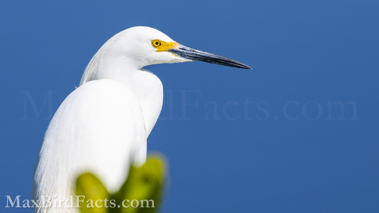 Entirely white birds, like this Snowy Egret (Egretta thula), have feathers that conduct incoherent scattering all over their body. (Titusville, FL. 2023)