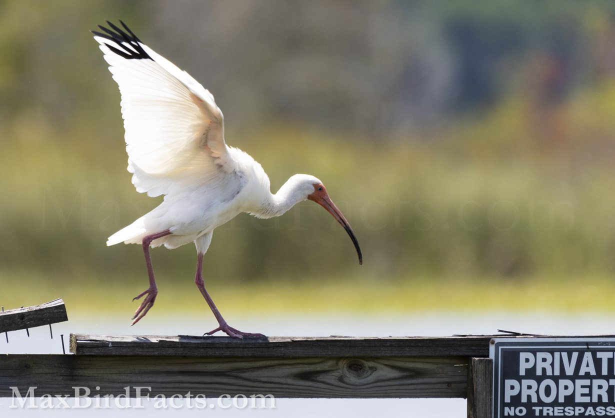 This White Ibis (Eudocimus albus) gives us a perfect view of its black wingtips and otherwise pristine white plumage. (Ocala, FL. 2022)