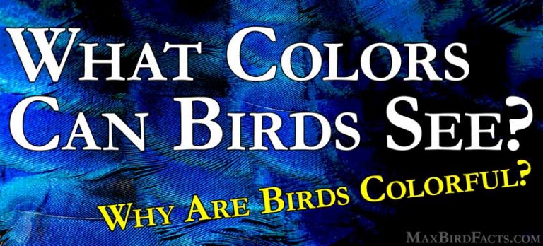 What Colors Can Birds See — Why Do Birds Have Colorful Feathers ...