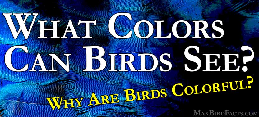 54_What_Colors_Can_Birds_See_banner