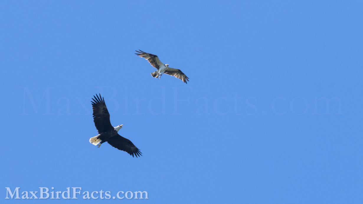 Bald Eagles love harassing Osprey, even when they don’t have food. There is a point to this aggression since both species compete for the same food source, and since the Eagle is larger, it can bully the Osprey away from a food-rich area. (Marathon, FL. 2022)