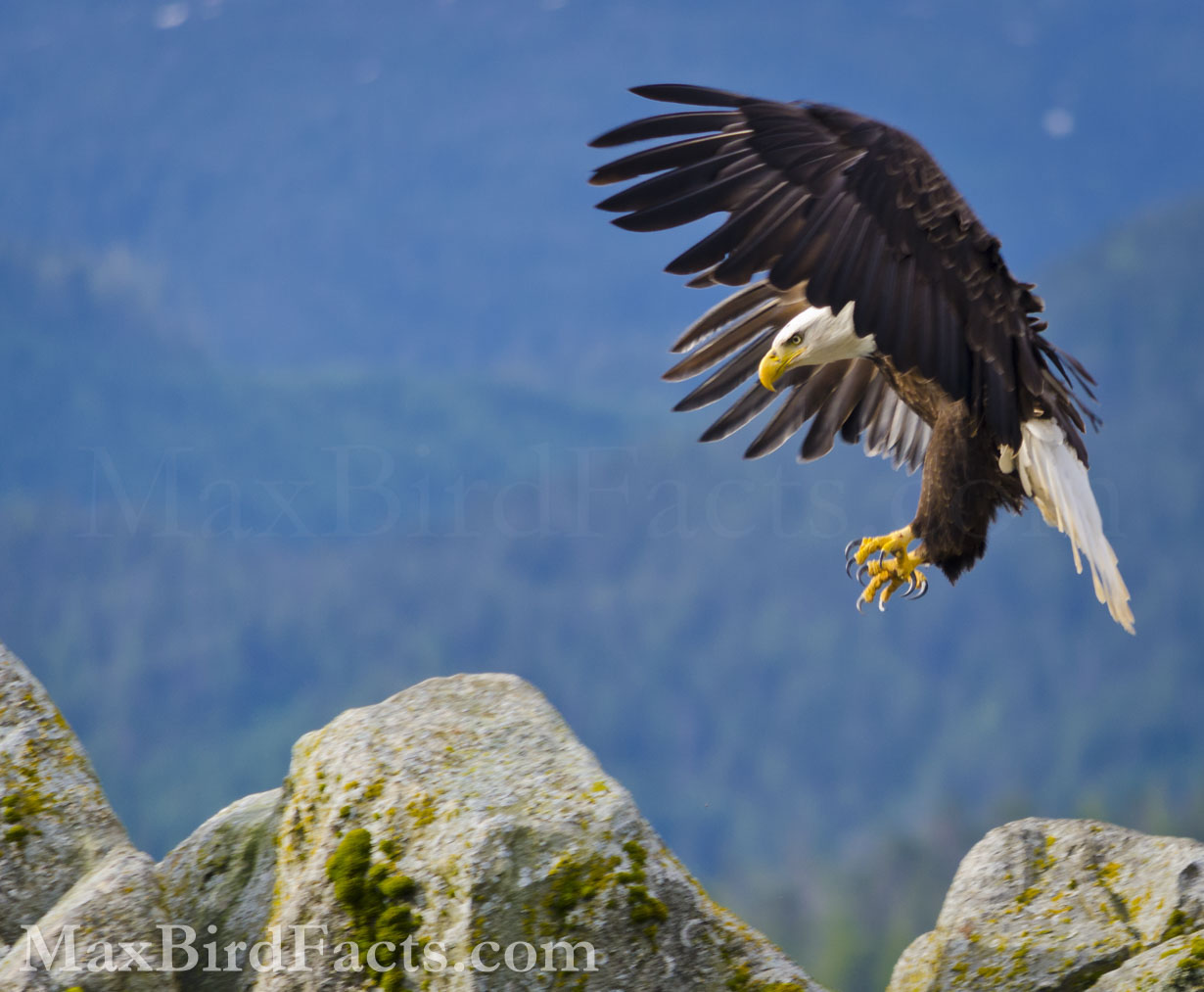 Bald Eagles are formidable predators, but they are still animals. It isn’t fair to assess this species as a bully or “of poor moral character” when all it’s doing is surviving the way it knows how. And if they can take a break and have some fun tossing a stick around, why not? (Ketchikan, AK. 2013)