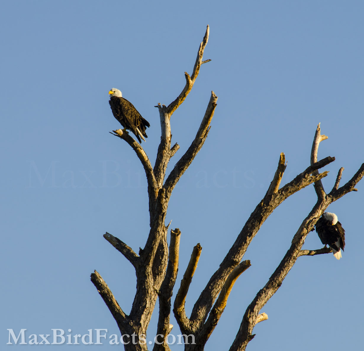 Breeding pairs will remain together consistently, especially during their nesting season. Bald Eagles nest from October through May in Florida, and many other southern states, but the peak of nesting is in our winter months. (Titusville, FL. 2019)