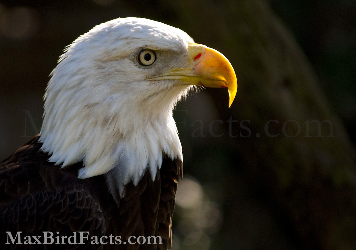 This beautiful adult Bald Eagle gave me a perfect portrait with stunning warm backlight. This is an injured bird; it had a broken wing, likely from a vehicle collision, and will be in captivity for the rest of its life. Still, it can give people views of this bird they might never see in the wild and inspire them to conserve wild birds and protect them. (Tampa, FL. 2012)