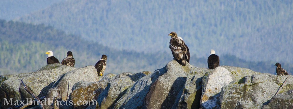 Even though it dips below freezing in southern Alaska during the winter, Bald Eagles remain here year-round. In this image, these are birds from nearly every plumage stage we discussed in Fact #4, pointing to these birds spending their formative years in this area. (Ketchikan, AK. 2013)