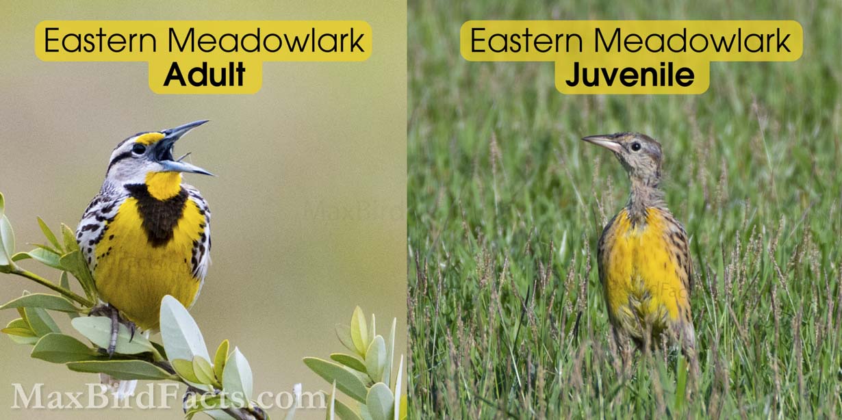 We can clearly see the difference between these two Eastern Meadowlarks (Sturnella magna): adult on the left and juvenile on the right. The drabber plumage of the young bird signifies its age and allows it better camouflage against predators while it matures. However, the adult brandishes his brilliant yellow throat, breast, and belly while belting out his beautiful song. The absence of the iconic black chevron on its throat is another clear indicator that the younger bird isn’t ready yet. (Titusville, FL. 2021; Kenansville, FL. 2020)