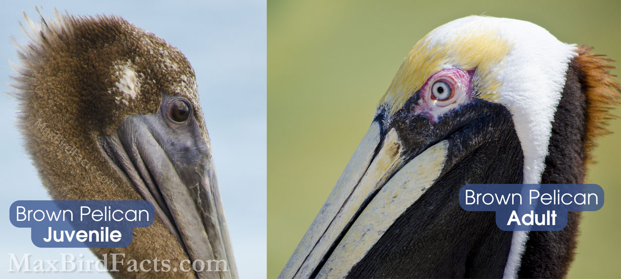 The difference between the Brown Pelican’s (Pelecanus occidentalis) immature (left) and adult (right) plumages is unmistakable. This distinction is necessary for these birds primarily due to their colonial nesting behavior. (Key West, FL. 2012; Orlando, FL. 2012)