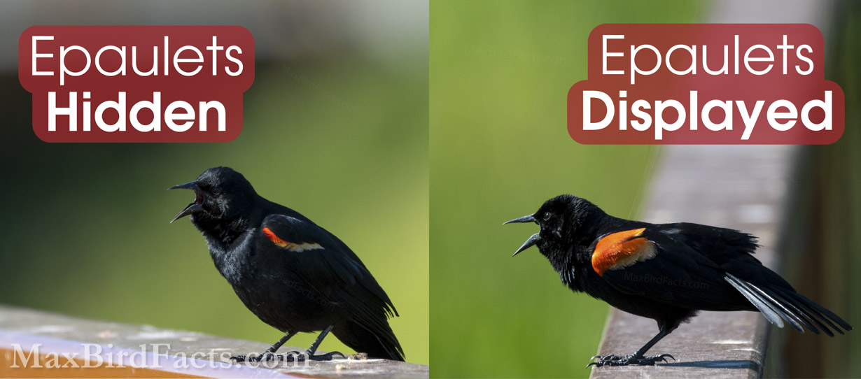 This male Red-winged Blackbird () illustrates the drastic difference in showing or hiding his epaulets. The requirement of covering these scarlet feathers stems from hiding from rival males. If one male Blackbird enters the territory of another, it can cover its epaulets to seem less of a threat and have a lower chance of being chased off by the resident male. (Ocala, FL. 2021)