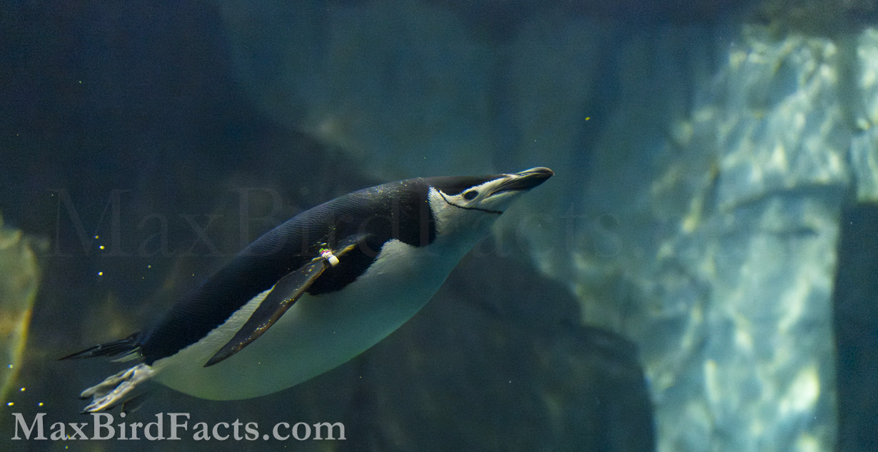 While the Chinstrap Penguin (Pygoscelis antarcticus) is a significant predator against the fish in Antarctic waters, it isn’t the apex. Leopard Seals regularly predate on any Penguin that is unfortunate enough to get in its way. Using countershading camouflage helps penguins evade seals much more easily. (Orlando, FL. 2021)