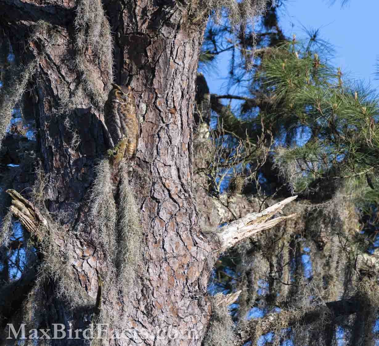 Can you spot the Great Horned Owl (Bubo virginianus) in this image? This species' camouflage is remarkable, even when perched in direct sunlight. (Romeo, FL. 2022)
