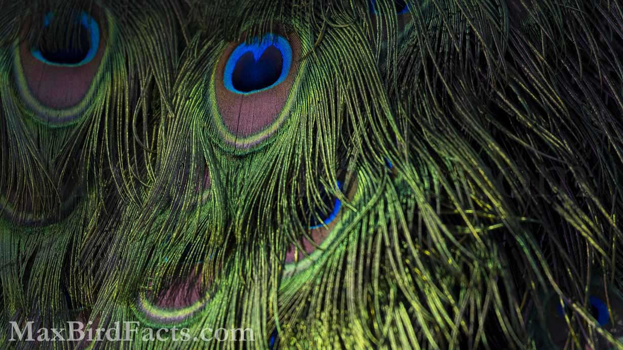 Probably one of the most globally known feathers is the tail feather of the male Indian Peafowl (Pavo cristatus). With its brilliant blue eyes and iridescent green lashes, it’s no wonder these massive feathers have caught the attention and been treasured by humans for so long. (Apopka, FL. 2022)