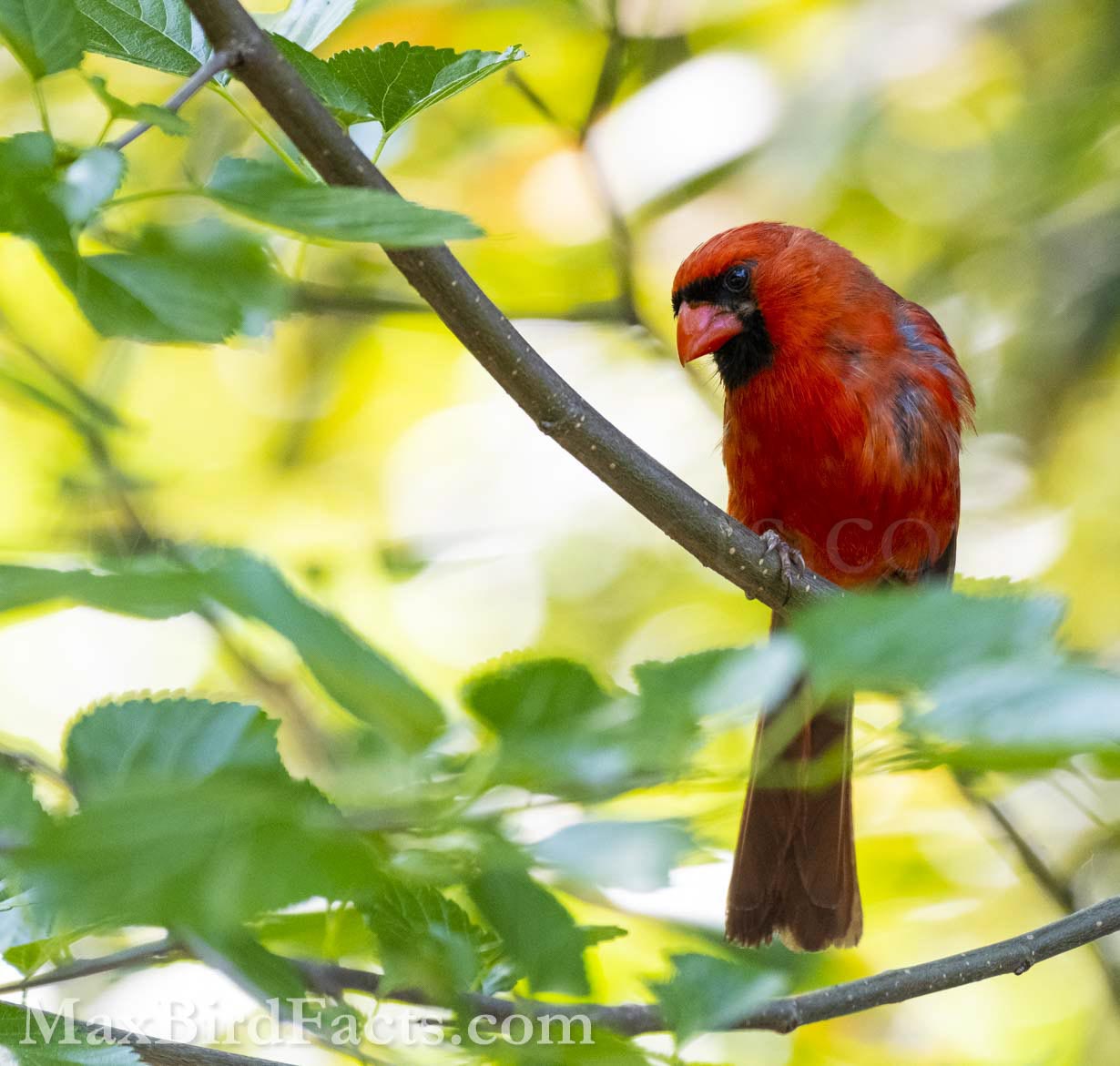 Here, we have an adult male Northern Cardinal (Cardinalis cardinalis). His bright red plumage depends on him finding good sources of berries rich in beta-carotenoids. (Washington, DC. 2023)