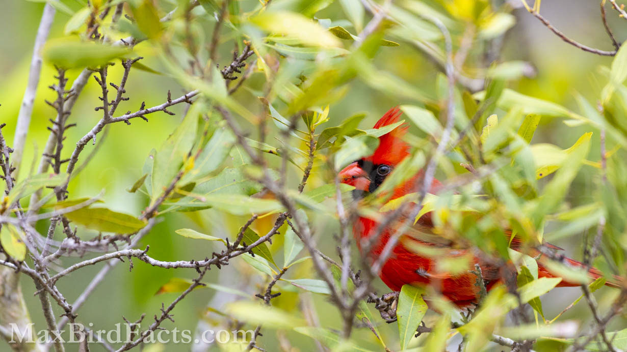 Though Northern Cardinals (Cardinalis cardinalis) are bright red, they can be surprisingly challenging to locate in dense vegetation. (Christmas, FL. 2021)