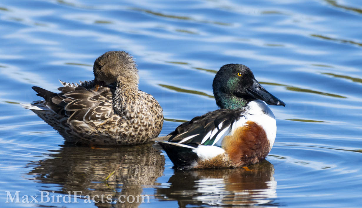 These Northern Shovelers (Spatula clypeata) give us an exceptional example of dimorphism. The male (right) has an iridescent green head and flashy white body feathers, while the female (left) is a more drab brown with darker markings to help break up her outline when in thicker brush. (Titusville, FL. 2023)