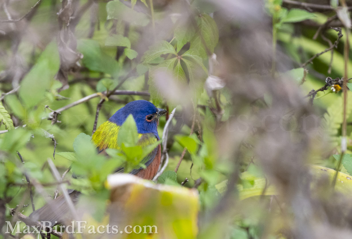 Painted Buntings (Passerina ciris) are among North America's most visually striking songbirds. The colorful males truly earn their name but are timid and prefer to forage low in dense brush. (Christmas, FL. 2021)