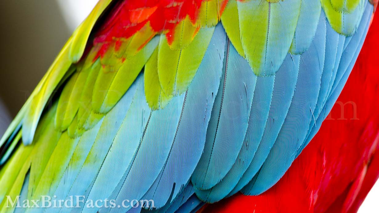 Like this Red-and-green Macaw (Ara chloropterus), parrots have been the center of attention for millennia. With their deafening calls and flashy colors, it's no wonder that early humans became fascinated with these brilliant birds. (Orlando, FL. 2012)