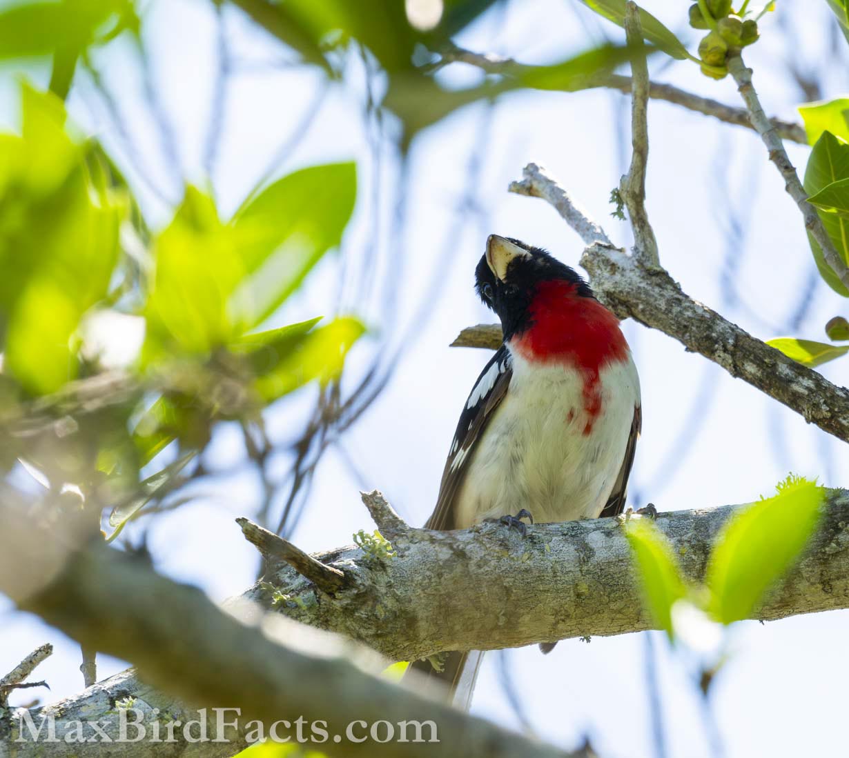 A slash of vibrant red among the green canopy makes the male Rose-breasted Grosbeak () stand out. While this color is vital as an honest signal for any potential mate, it also allows us birders to spot these spectacular birds slightly more easily. (Tierra Verde, FL. 2024)