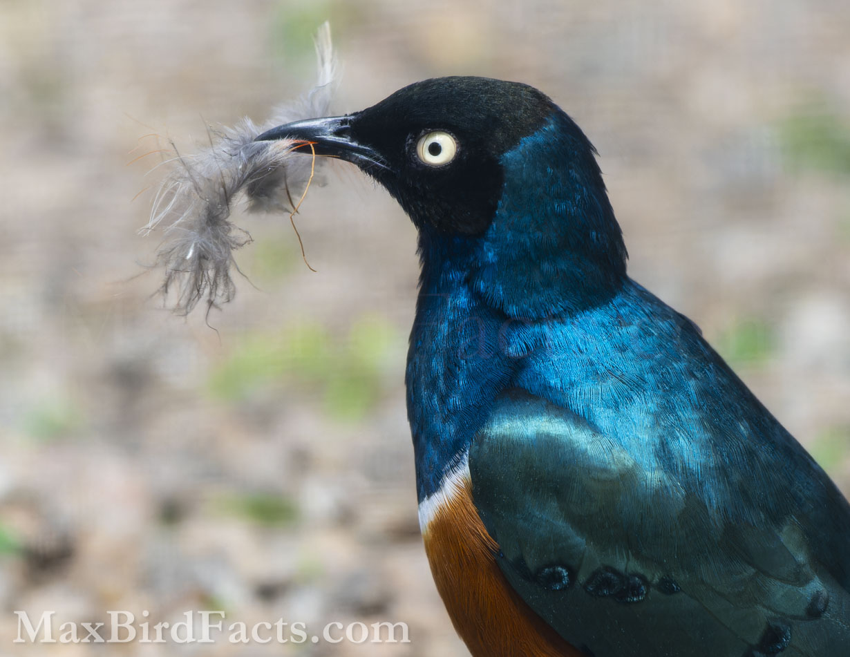 Like many Starlings, the Superb Starling utilizes iridescent feathers throughout its body. Primarily located on the bird’s neck, throat, back, and wings, these feathers give a dazzling array of colors when viewed at different angles in the sunlight. (Scotland Neck, NC. 2023)