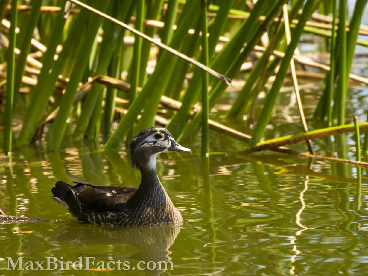 The female Wood Duck (Aix sponsa) is primarily brown, with some fine striping on her breast and notable white markings around her eyes and throat. These features allow her to remain well concealed from predators while still recognizable and distinct to males of her species. (Orlando, FL. 2021)