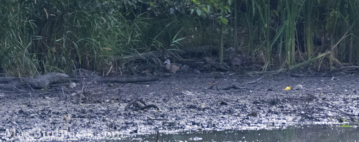 There are two Wood Ducks (Aix sponsa) in this image; can you spot them? One hint I’ll give you is there is an immature male and an adult female. (Bourbonnais, IL. 2022)