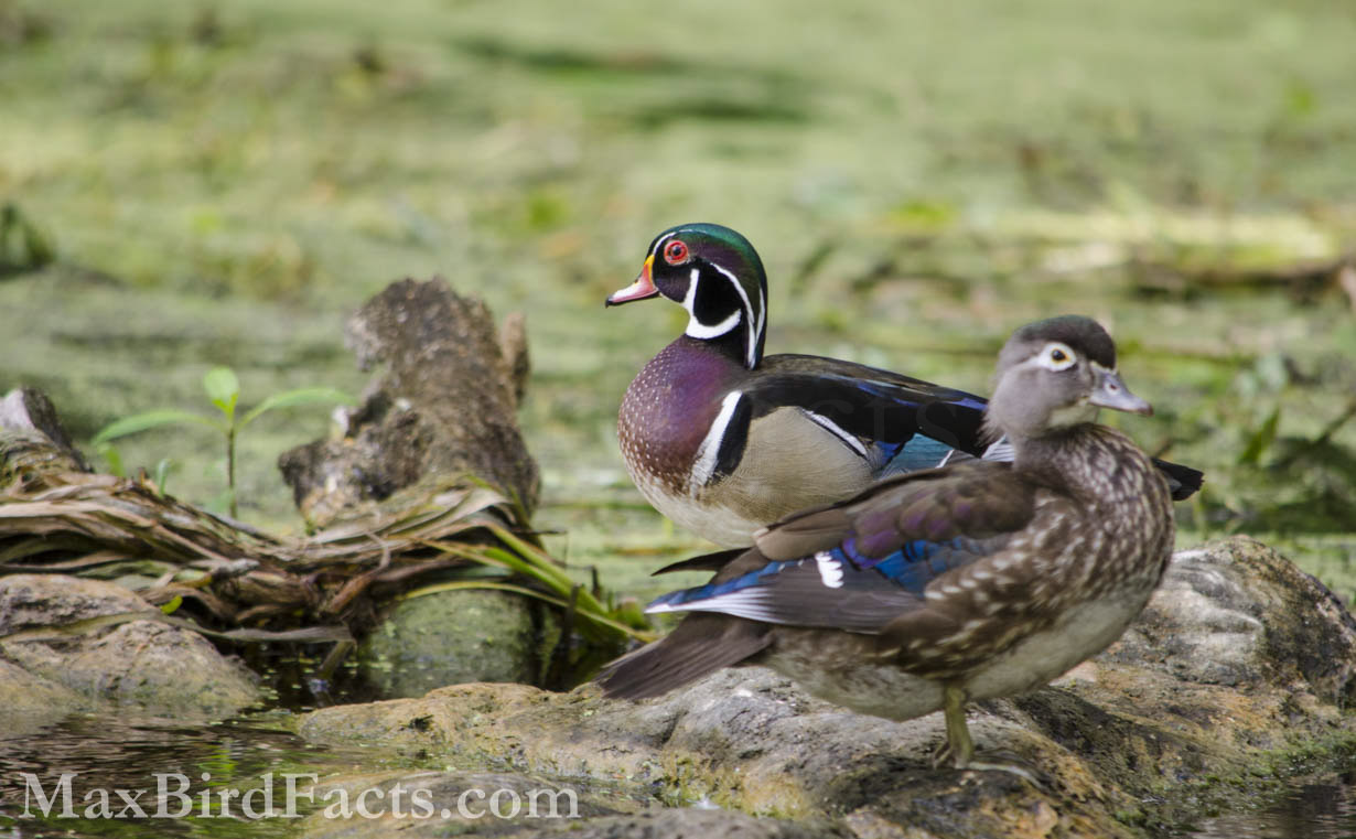 These Wood Ducks (Aix sponsa), male behind the female, show a drastic difference in their plumages. The male needs to be showy to attract potential mates, while the female needs to be more neutral so predators don’t spot her. (Ocala, FL. 2019)