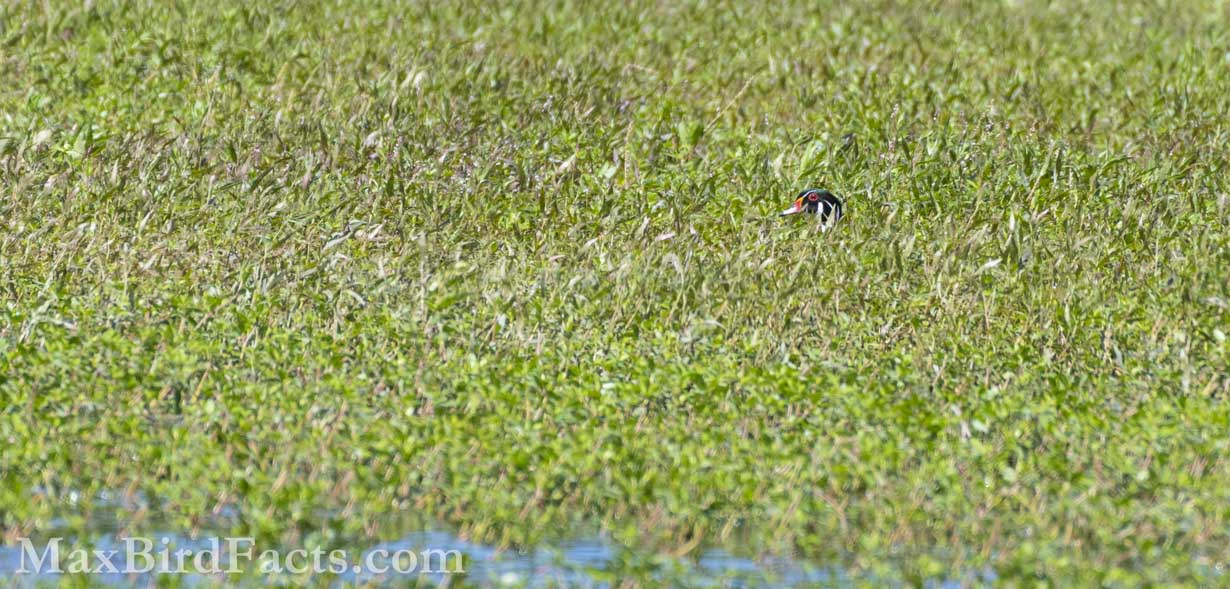 Even in tall vegetation, the colorful head of the male Wood Duck (Aix sponsa) makes it easily stand out. (Ocala, FL. 2022)