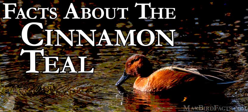 55_Facts_About_The_Cinnamon_Teal.jpg