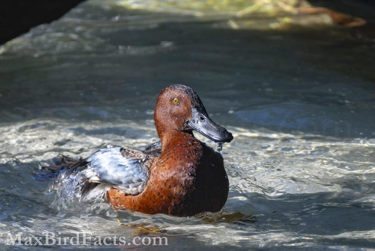 Here we can see the aforementioned blue upperwing coverts of the Cinnamon Teal while it bathes. (Orlando, FL. 2020)