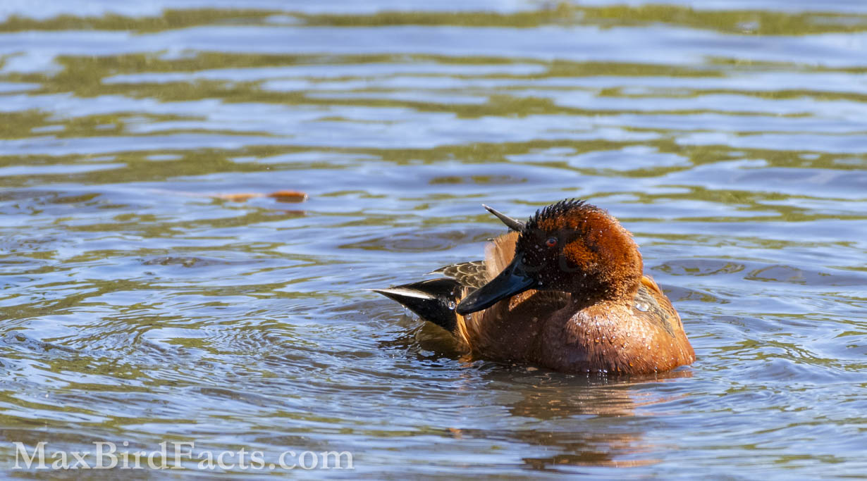 Nearly all of the images from this article have been from a wild Cinnamon Teal visiting Florida for the winter. In fact, they’re from the exact same spot with a year’s gap between them. This is very likely the same bird, but unless it gets captured and tagged, there’s no way to know for sure. (Titusville, FL. 2021)