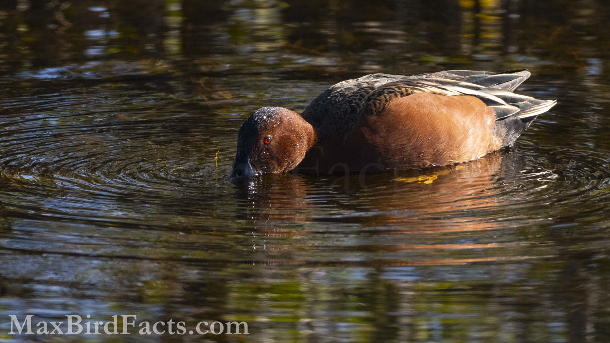 This shallow filter-feeding behavior is a highly effective feeding strategy, especially when microscopic prey items are abundant. Trying to pick off and chase after individual fish might net a seemingly more significant amount of calories, but by doing this filter-feeding, the teal exerts virtually no energy, making it far more efficient. (Titusville, FL. 2022)