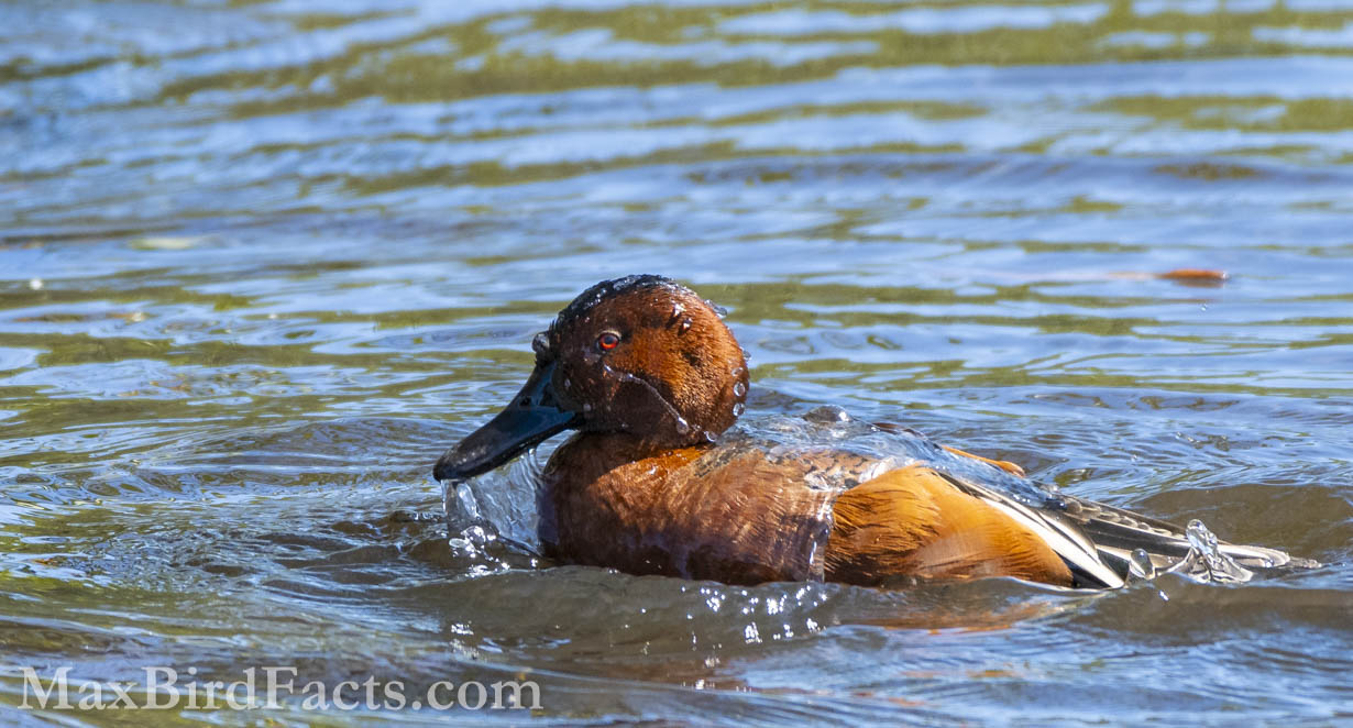 The male Cinnamon Teal might be one of the most striking ducks I’ve photographed. Its blood-red eyes, stunning blue coverts, and warm cinnamon plumage are all starkly different from other ducks in my area. (Titusville, FL. 2021)