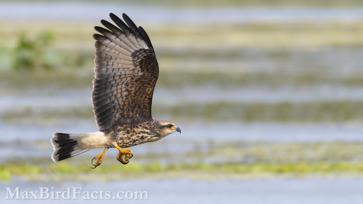 My Top 10 Hotspots For Birding Central Florida Part 1 Of 3 My Top 10 Hotspots For Birding Central Florida Part 1 Of 3