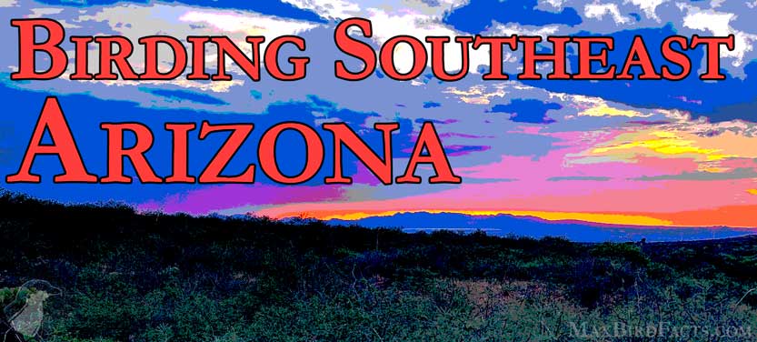 Birding Southeastern Arizona Monsoon Season – 8 Days, 188 Birds