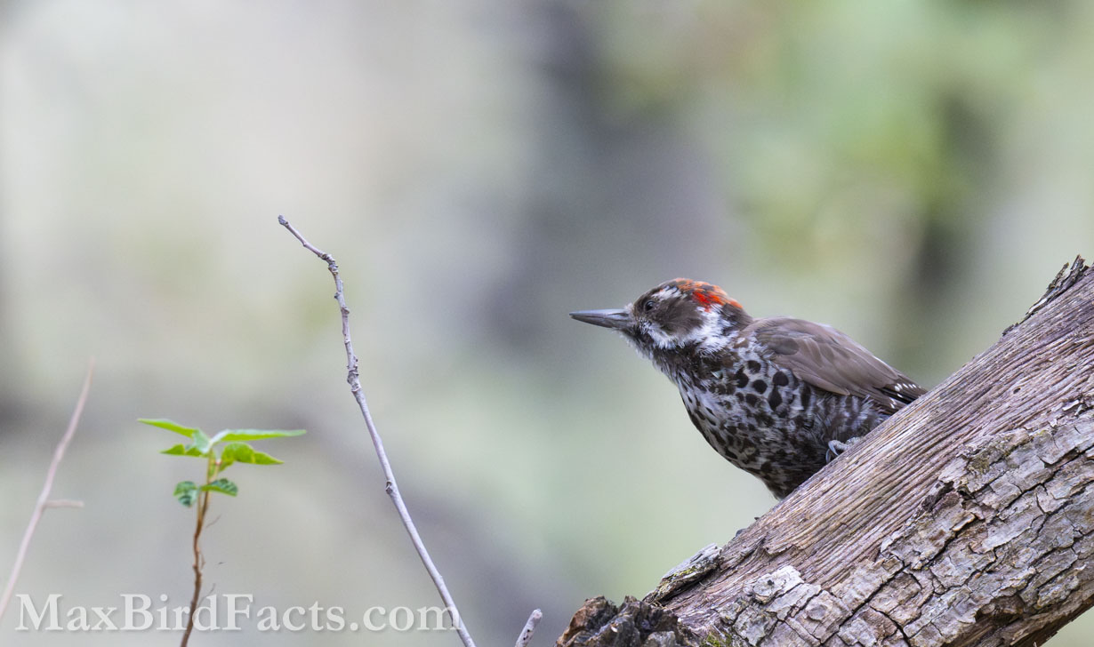 Arizona Woodpecker (Dryobates arizonae). (Santa Cruz, AZ, 2025)
Birding Southeastern Arizona Monsoon Season