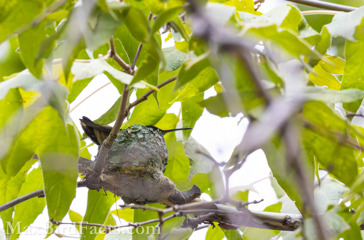 Berylline Hummingbird (Saucerottia beryllina). (Cochise, AZ, 2025)
Birding Southeastern Arizona Monsoon Season