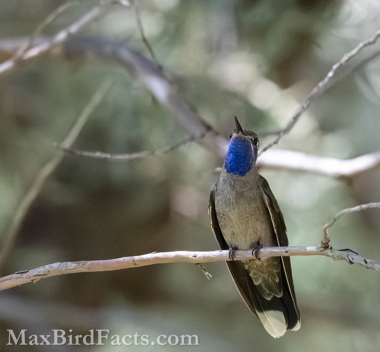 Blue-throated Mountain-gem (Lampornis clemenciae). (Cochise, AZ, 2025)
Birding Southeastern Arizona Monsoon Season